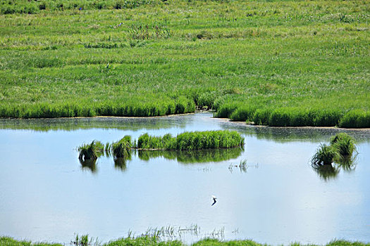 雁窝岛湿地