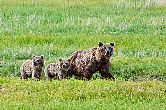 棕熊,母熊,走,幼兽,草,草地,湾,克拉克湖,国家公园,阿拉斯加,夏天
