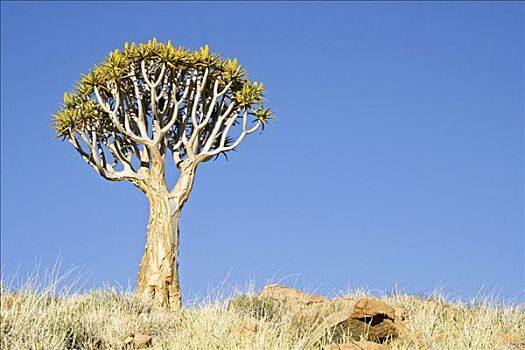 抖树,二歧芦荟,农场,山,纳米比亚,非洲