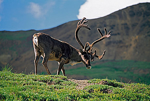 北美驯鹿,雄性动物,驯鹿属,德纳利国家公园和自然保护区,阿拉斯加,美国