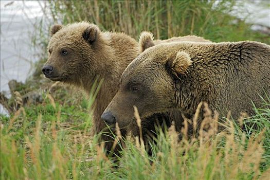 棕熊,雌性,幼兽,卡特麦国家公园,保存,阿拉斯加,美国