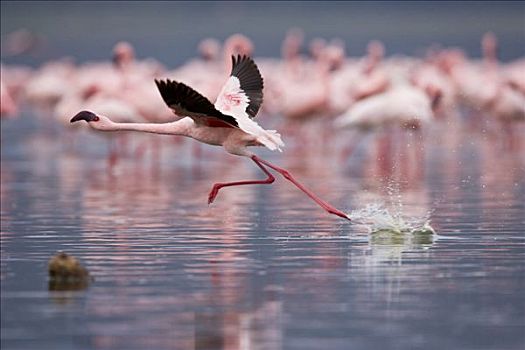 小红鹳,起飞,水,纳库鲁湖,大裂谷,肯尼亚