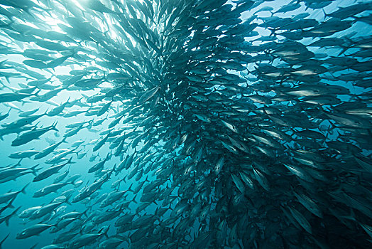 水下视角,游动,鱼,鱼群,蓝色海洋,下加利福尼亚州,墨西哥