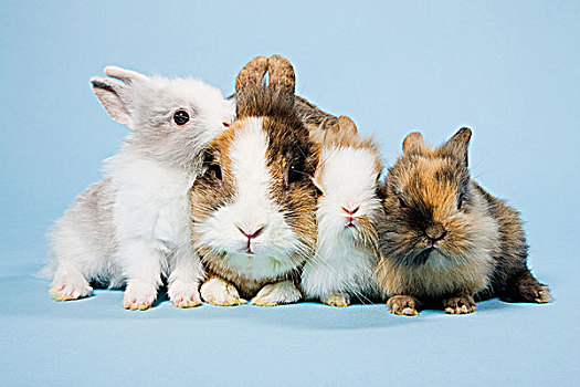 四个,兔子,棚拍