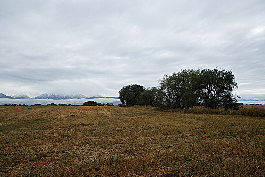 阿拉木图雪山草地羊群