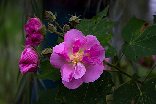 木芙蓉,木莲,芙蓉花