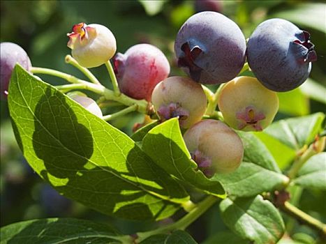 蓝莓,成熟,不熟,灌木