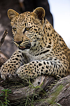 豹,4个月,老,幼兽,站立,枝条,纳米比亚