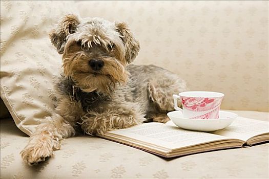 可爱,狗,茶,书本