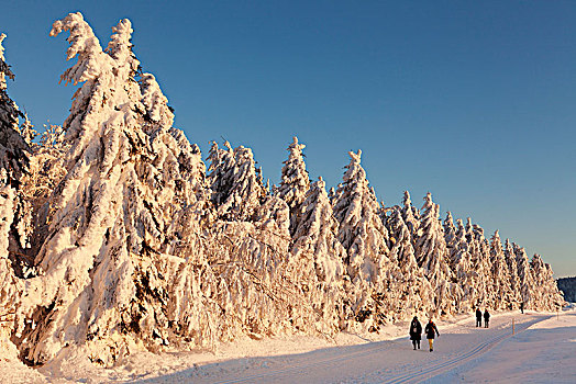 冬季风景,积雪,冷杉,落日,黑森林,巴登符腾堡,德国