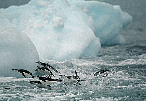 南极,欺骗岛,帽带企鹅,南极企鹅,鼠海豚,过去,冰山,游泳