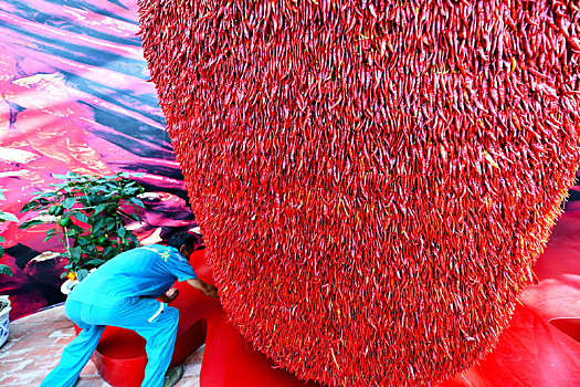 2018年9月1日,贵州省遵义市播州区石板镇乐意村村民在晾晒收获的红辣椒