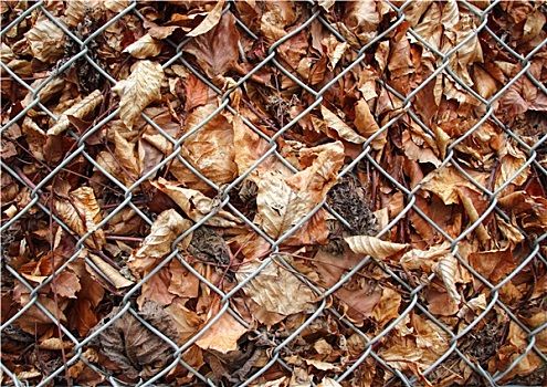 秋天,枯叶,后面,金属,格子,栅栏