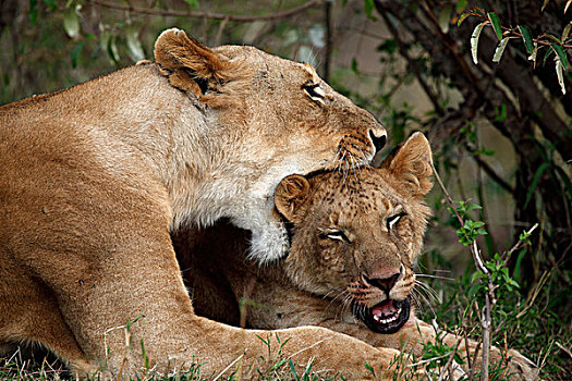 两个,狮子,马赛马拉,肯尼亚,非洲
