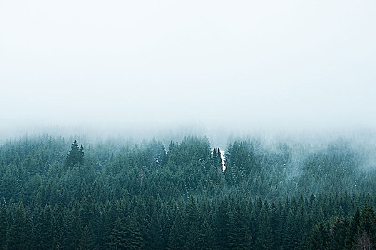 雾,山顶,国家公园,哈尔茨山