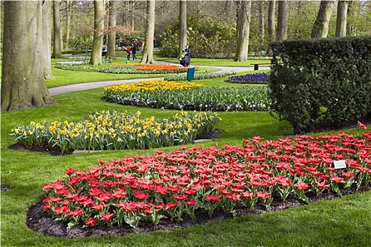 彩色,春花,公园