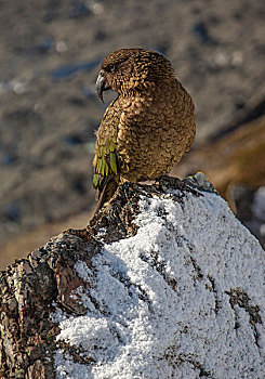 食肉鹦鹉,啄羊鹦鹉,球,库克山国家公园,坎特伯雷,新西兰