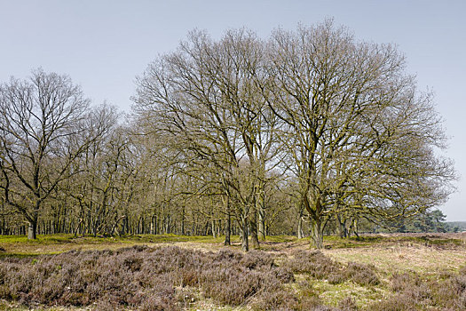 石南灌丛,橡树,公园,费吕沃,荷兰