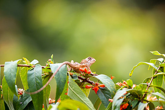 生活于树枝灌丛中捕食昆虫的蜥蜴