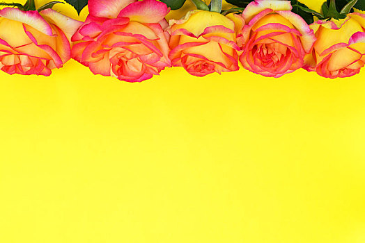 花,芽,黄色,红玫瑰
