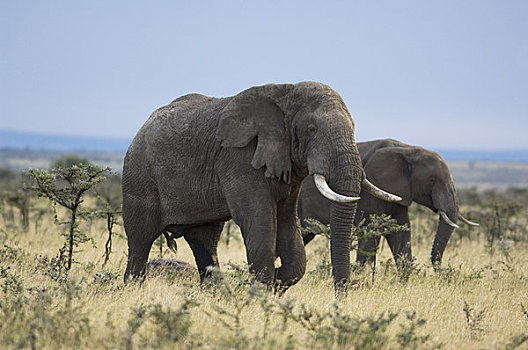 非洲象,马赛马拉,肯尼亚,非洲