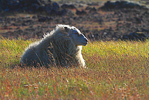 冰岛,瑟德兰德,绵羊