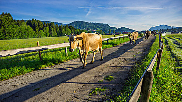 母牛,厩,草场,早晨,草地,靠近,奥伯斯多夫,巴伐利亚,德国,欧洲