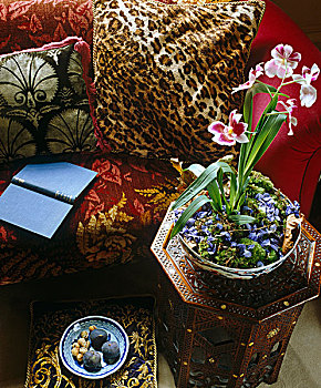 沙发,遮盖,异域风情,纺织品,豹纹,垫子,盆栽,兰花,摩洛哥,桌子