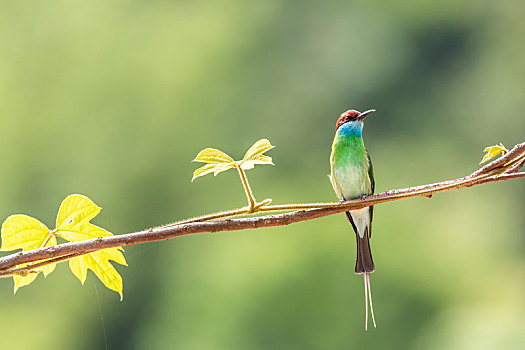 一只蓝喉蜂虎鸟站立在枝头捕食蜜蜂蝴蝶等昆虫