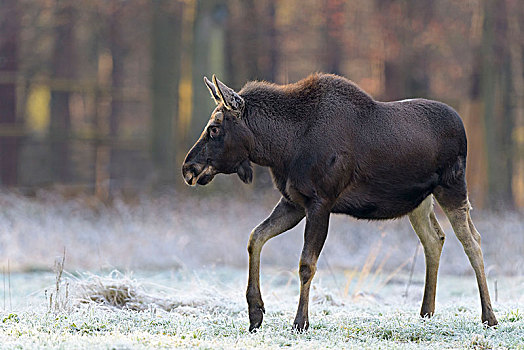 驼鹿,麋鹿,冬天,德国,欧洲