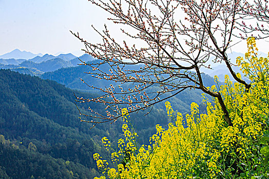 安徽,歙县,石潭,下汰村,春天,油菜花,烂漫