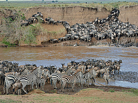 牧群,白氏斑马,马,斑马,西部,泥,河岸,三角形,马赛马拉国家保护区,肯尼亚,非洲