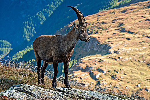 阿尔卑斯野山羊,雄性,高,陶安,国家公园,卡林西亚,奥地利,欧洲