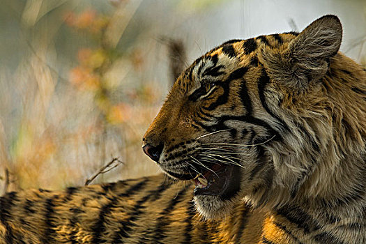 头像,幼小,野生,孟加拉虎,虎,树林,拉贾斯坦邦,国家公园,印度,亚洲