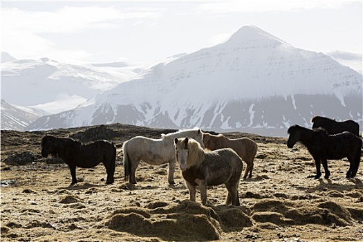 牧群,冰岛马,春天