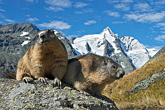 阿尔卑斯土拨鼠,后面,高,陶安,国家公园,卡林西亚,奥地利,欧洲