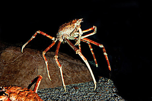 日本,蜘蛛蟹,巨大,成年