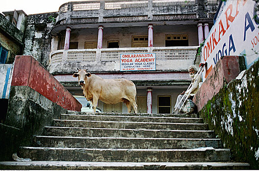 母牛,男人,户外,瑜珈,学院,瓦腊纳西,印度