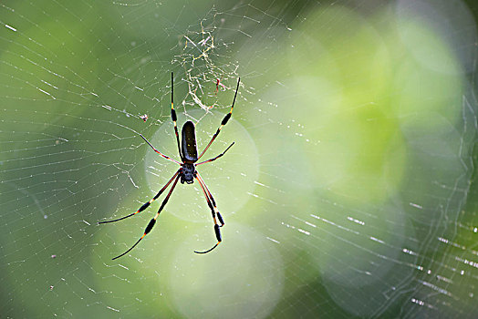 上郎蜘蛛,网,省,阿拉胡埃拉,哥斯达黎加,中美洲