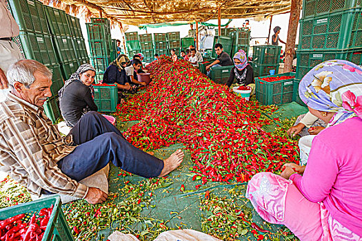 红椒,处理,土耳其