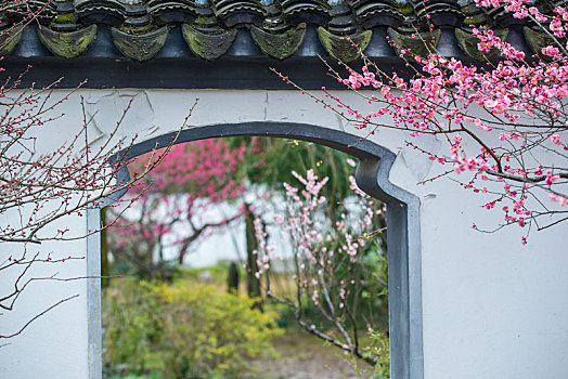 南京梅花山梅花盛开