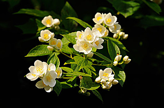 花,牛津,英格兰,英国,欧洲