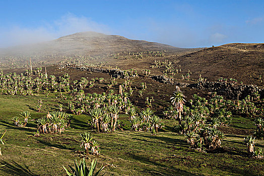 埃塞俄比亚,风景,巨大,山梗莱属植物,黎明,雾气,塞米恩国家公园