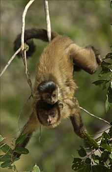 褐色,棕色卷尾猴,背影,树上,栖息地,巴西,南美