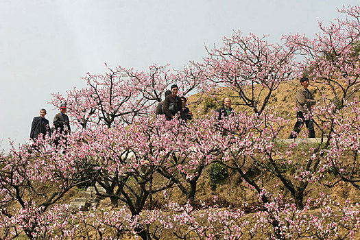 桃林,桃树,桃花园