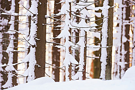 特写,挪威针杉,欧洲云杉,树干,树林,积雪,冬天,巴伐利亚森林,巴伐利亚,德国
