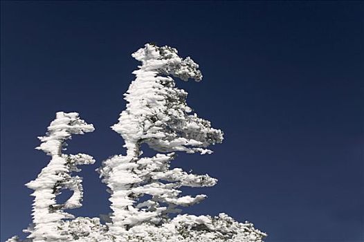 白霜,树,蓝天,美国