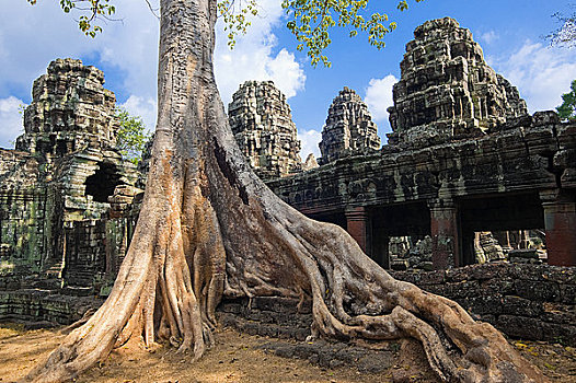 柬埔寨,吴哥,大树,遗址