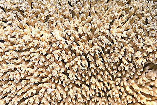 特写,表面,珊瑚