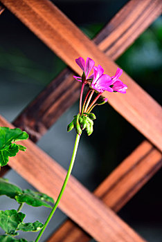 花格